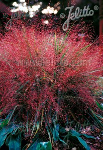 gza158 eragrostis